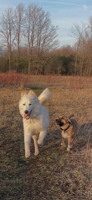 Enlarge Coconut, a Adoptable mixed breed in Terra Cotta, ON image 3/5
