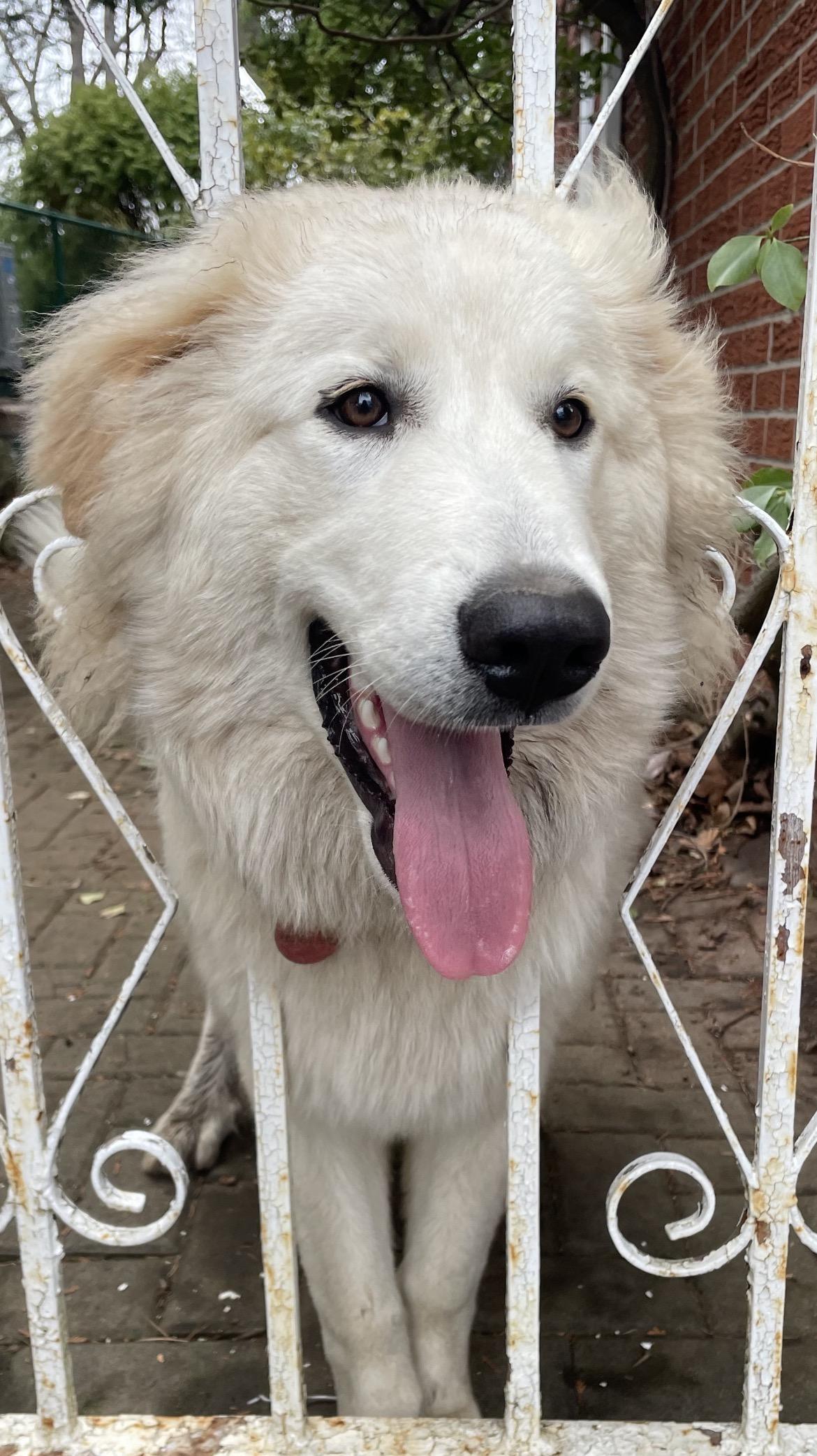 Enlarge Coconut, a Adoptable mixed breed in Terra Cotta, ON image 4/5