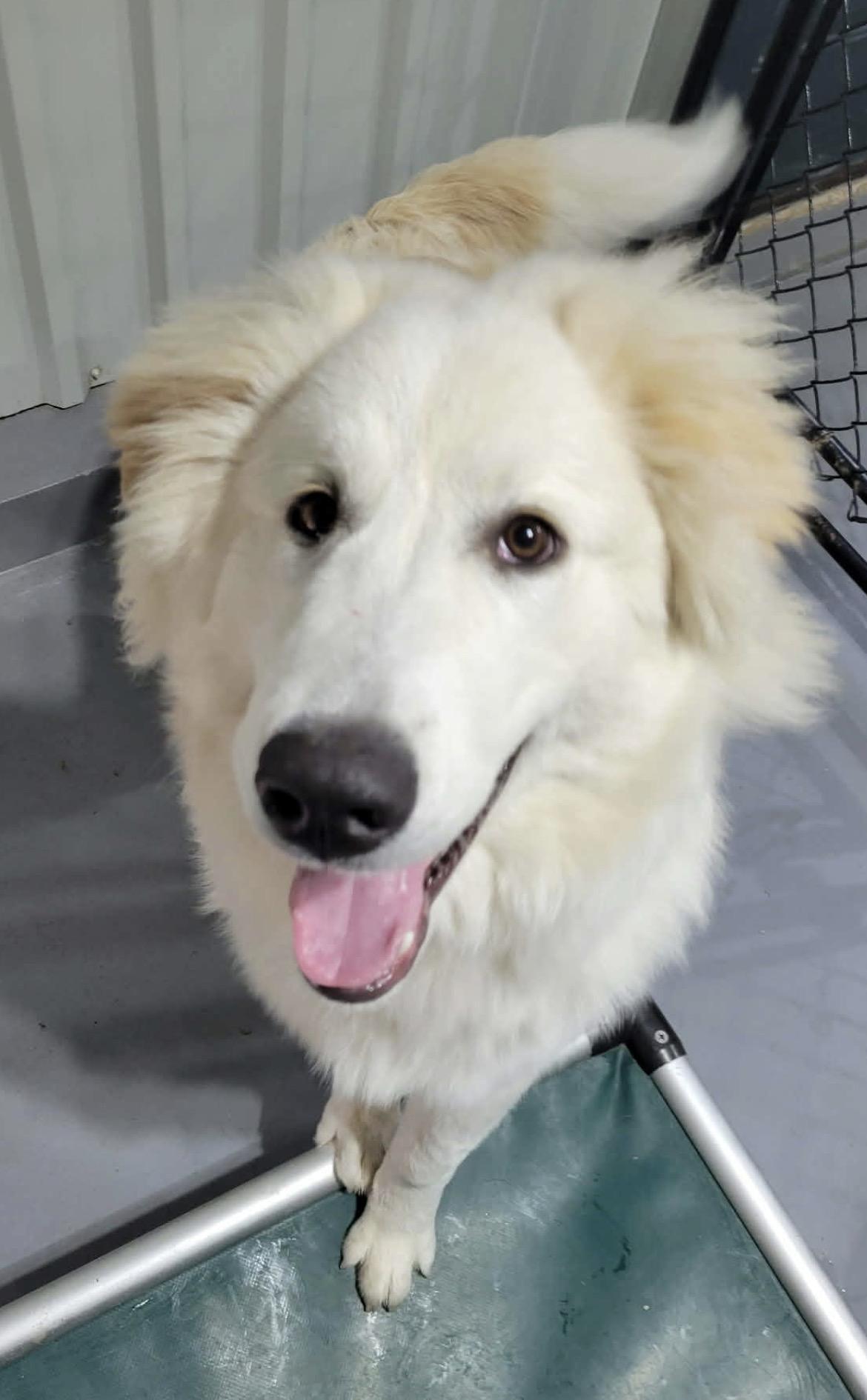 Enlarge Coconut, a Adoptable mixed breed in Terra Cotta, ON image 1/5