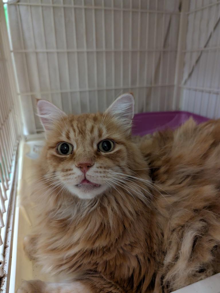 Enlarge Theodore (Max), a Adoptable mixed breed in Richmond, BC image 1/1