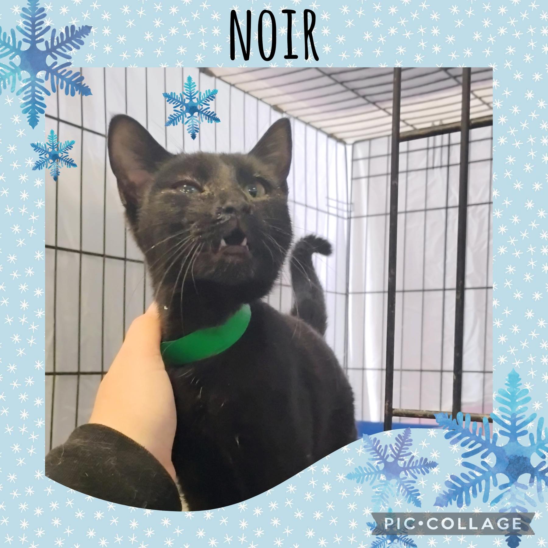 Enlarge Noir, an adoptable Domestic Short Hair in Muncie, IN image 1/1