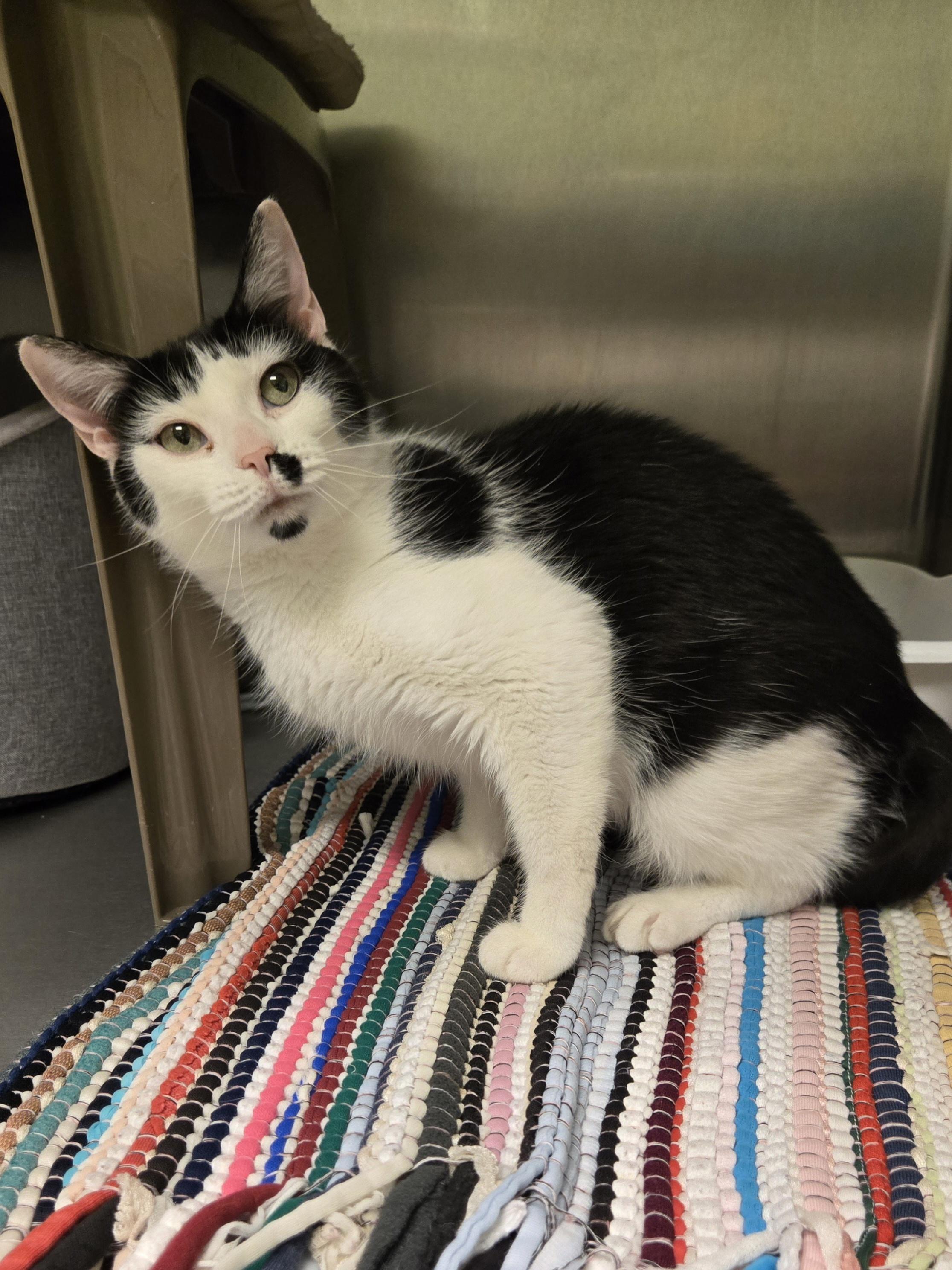 Birdie, Adoptable, Adult Female Domestic Short Hair.