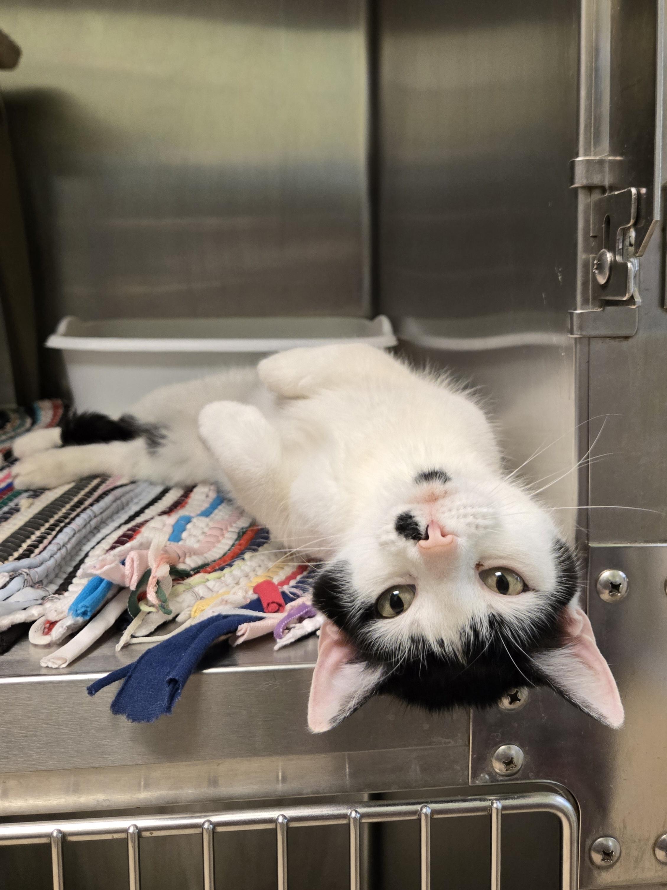 Birdie, a Adoptable Domestic Short Hair in Paris, ME image 2/2