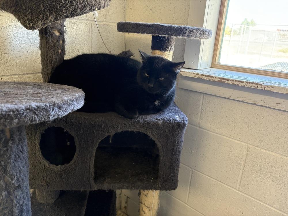 Kiki (Cat), Adoptable, Adult Male Domestic Short Hair.