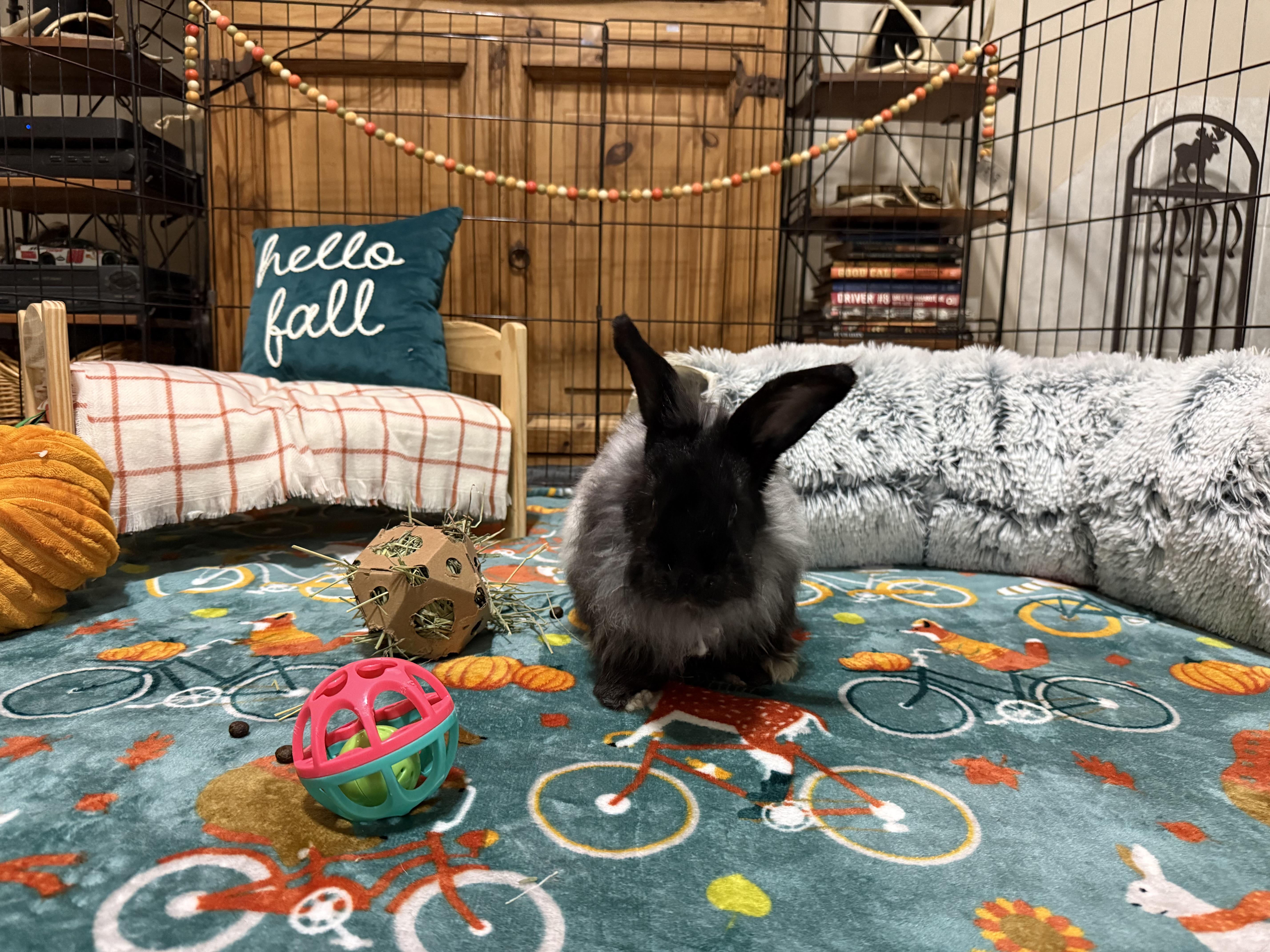 Enlarge Cardigan, a Adoptable Angora Rabbit in Little Rock, AR image 3/5