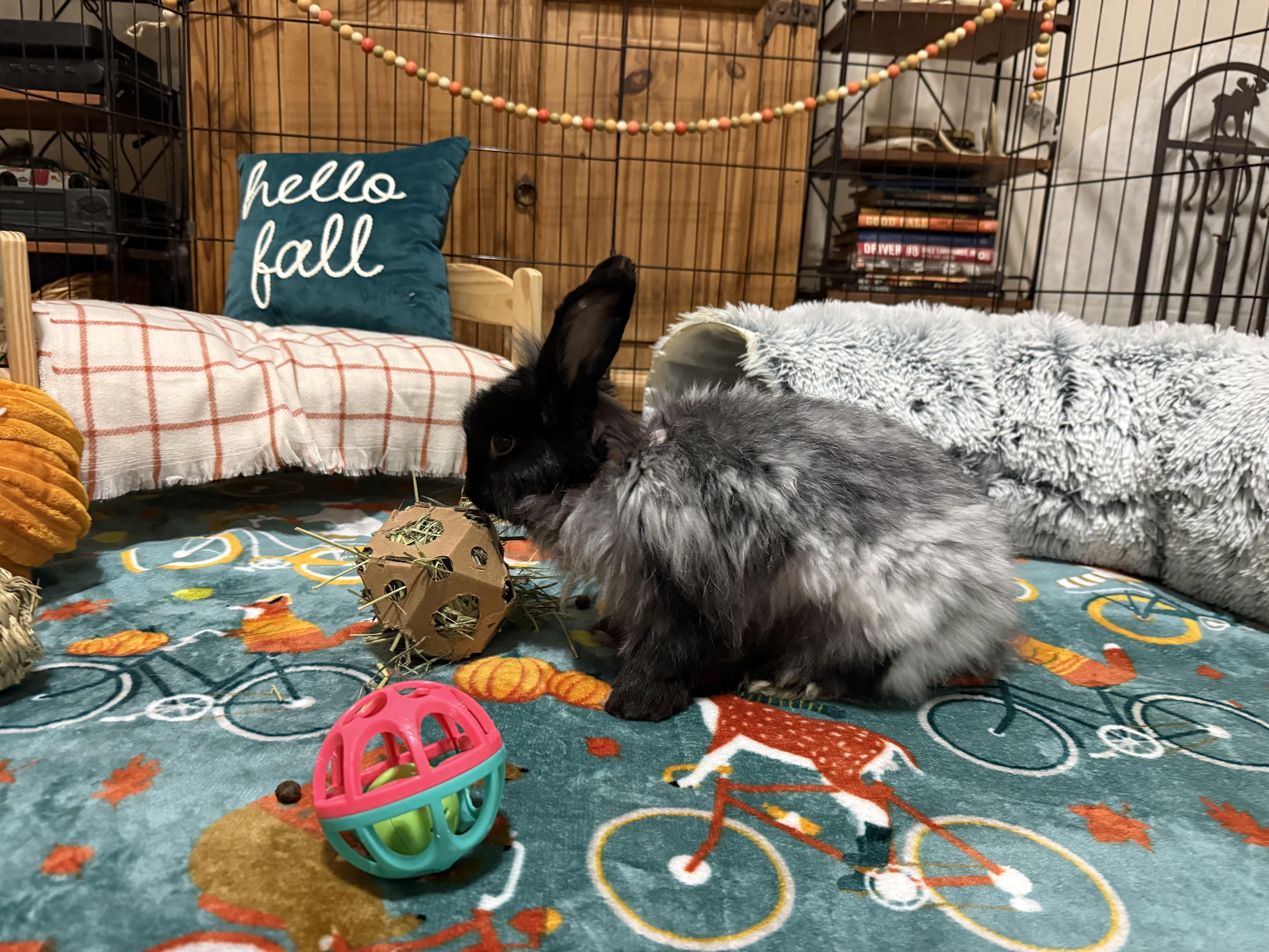 Enlarge Cardigan, a Adoptable Angora Rabbit in Little Rock, AR image 2/5