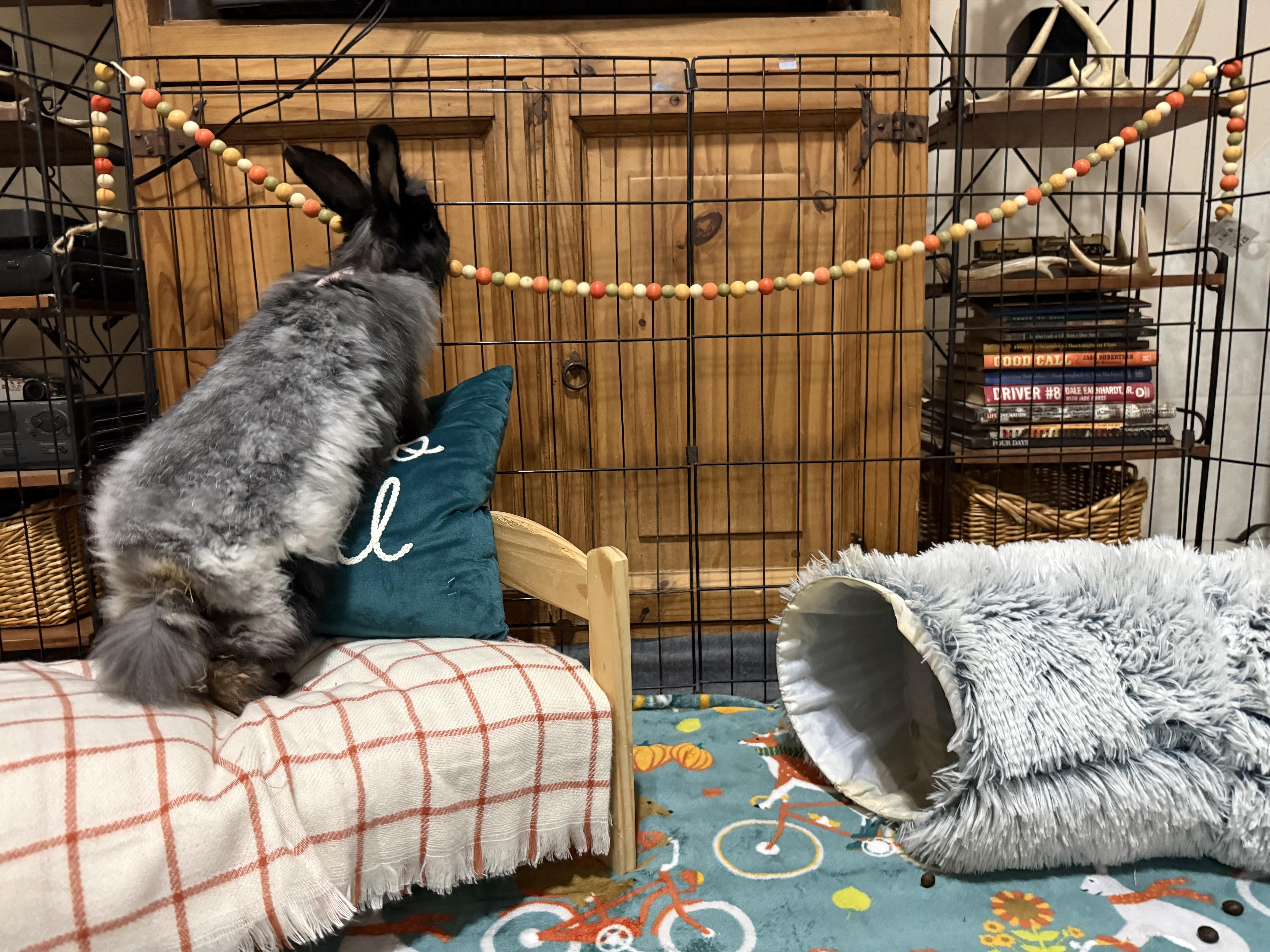 Enlarge Cardigan, a Adoptable Angora Rabbit in Little Rock, AR image 4/5