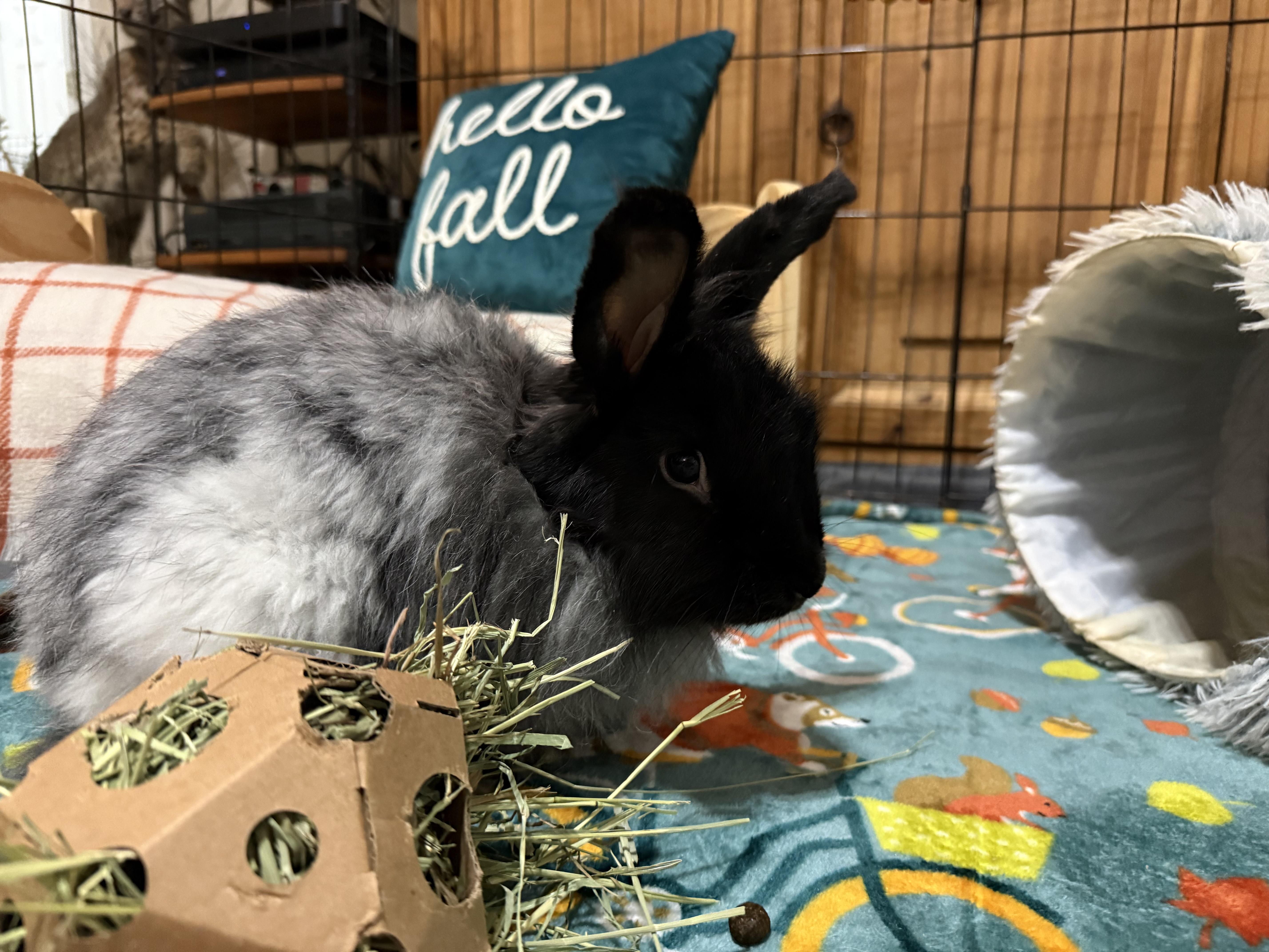 Enlarge Cardigan, a Adoptable Angora Rabbit in Little Rock, AR image 1/5
