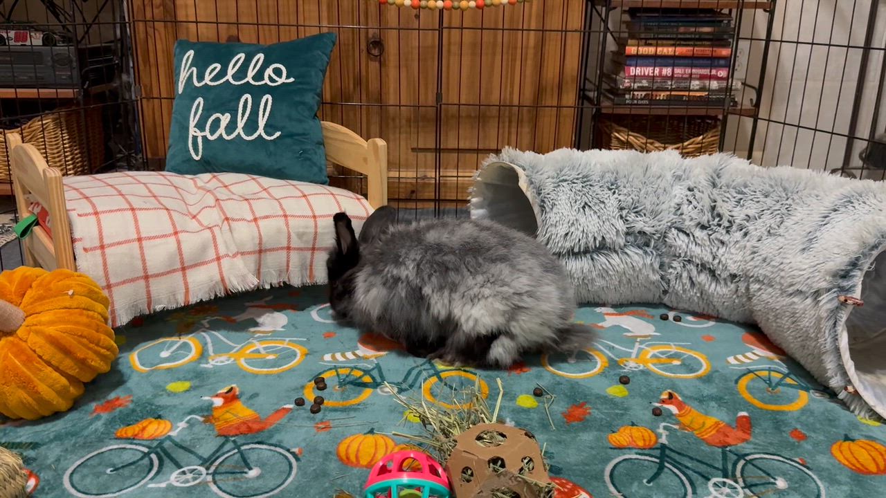 Enlarge Cardigan, a Adoptable Angora Rabbit in Little Rock, AR video 5/5