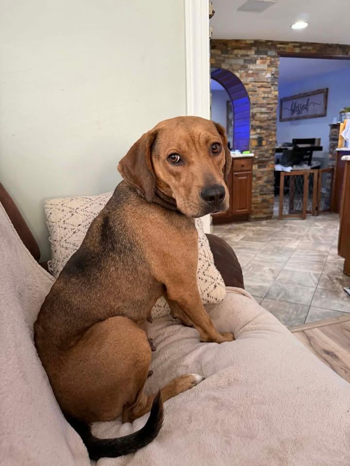 Enlarge Mandy, a Adoptable Black Mouth Cur in Berlin, NJ image 1/3