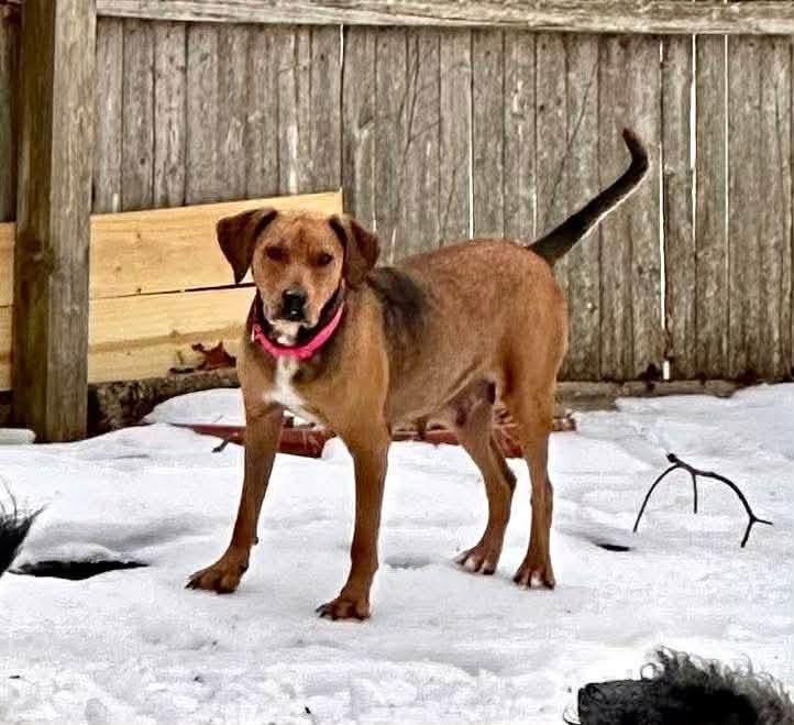 Mandy, a Adoptable Black Mouth Cur in Berlin, NJ image 1/3