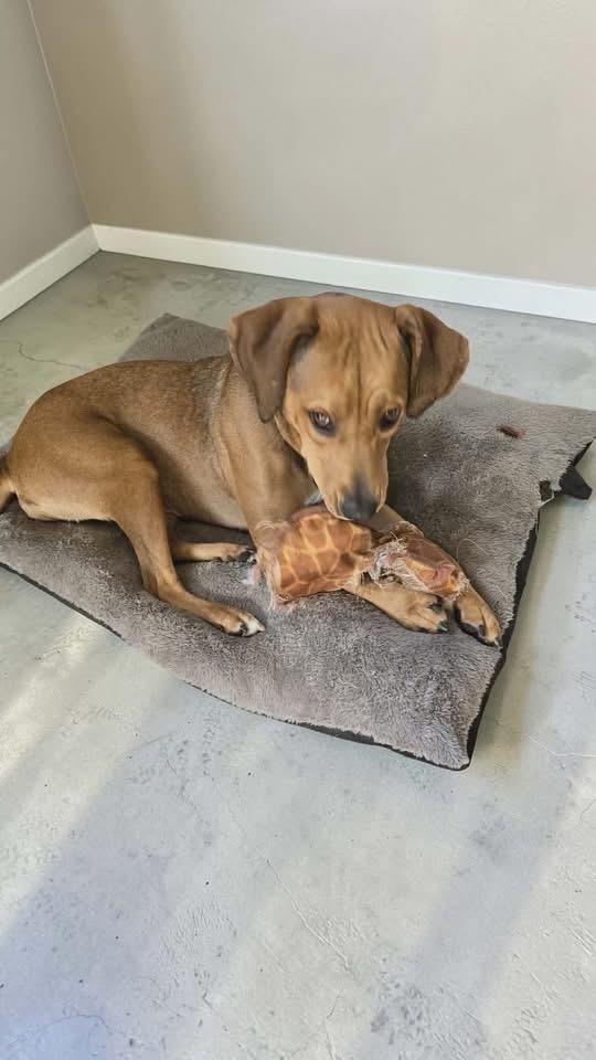 Enlarge Mandy, a Adoptable Black Mouth Cur in Berlin, NJ image 2/3