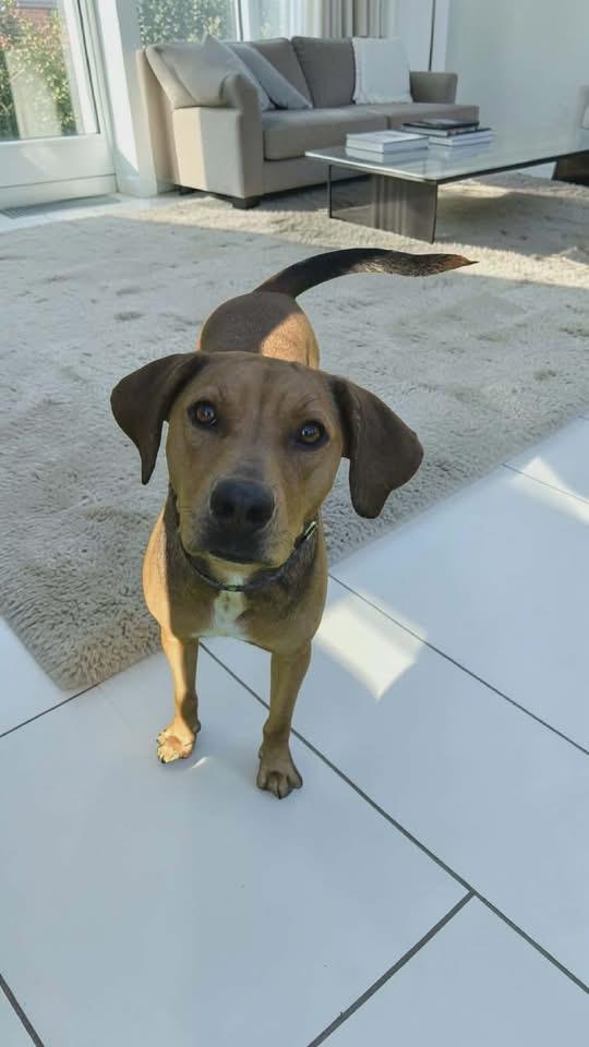 Mandy, Adoptable, Adult Female Black Mouth Cur.