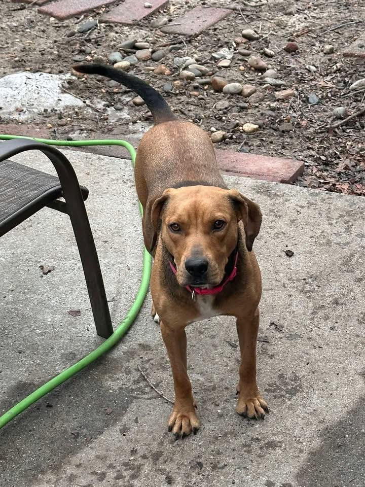 Mandy, a Adoptable Black Mouth Cur in Berlin, NJ image 2/3