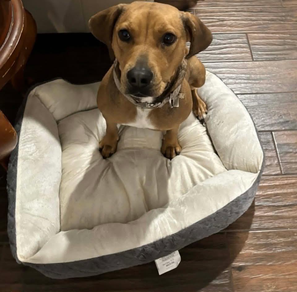 Mandy, a Adoptable Black Mouth Cur in Berlin, NJ image 2/3