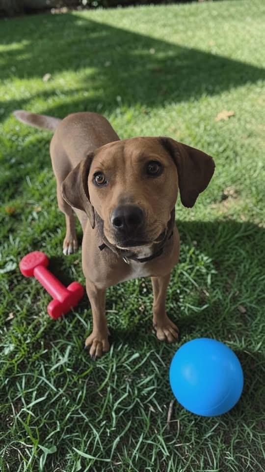 Enlarge Mandy, a Adoptable Black Mouth Cur in Berlin, NJ image 3/3