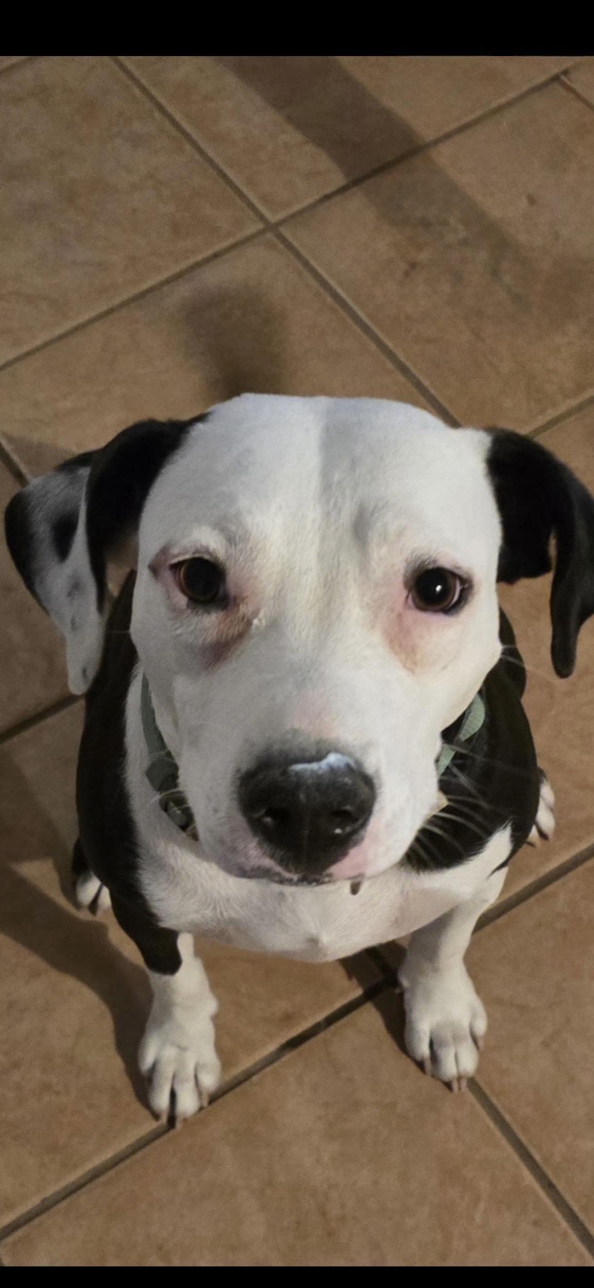 Enlarge Star, a ADOPTABLE mixed breed in Bronson, TX image 1/3