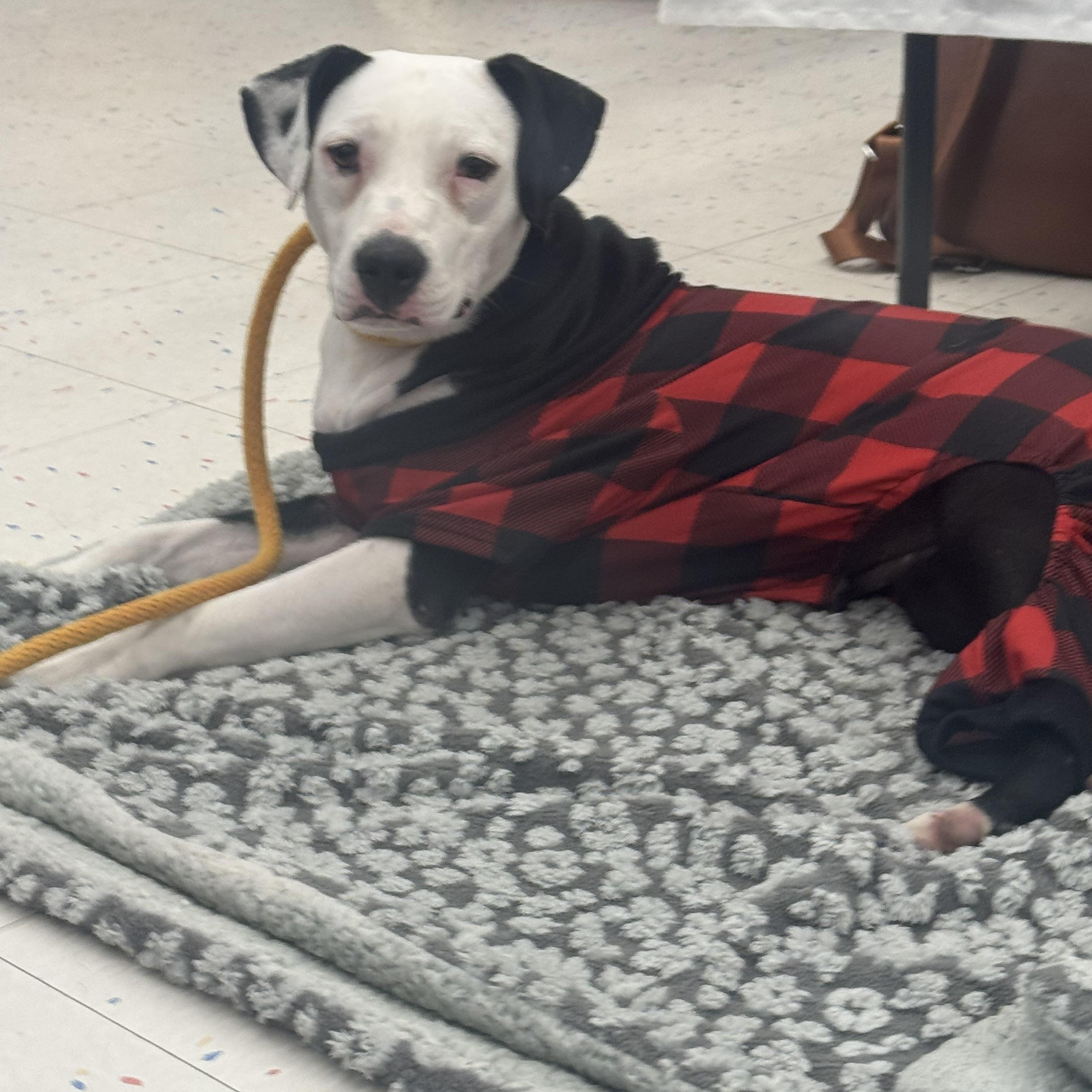 Enlarge Star, a ADOPTABLE mixed breed in Bronson, TX image 2/3