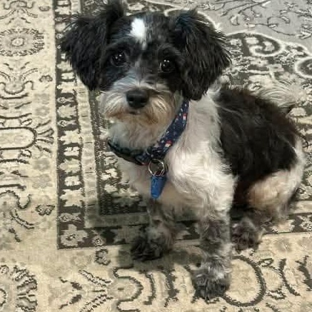 Enlarge Organza Miller, a Adoptable Shih poo in Plano, TX image 2/2