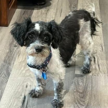 Organza Miller, Adoptable, Adult Female Shih poo.