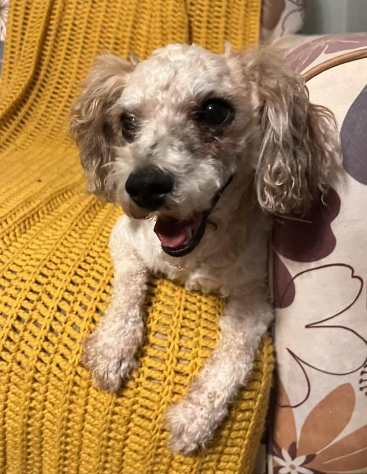 Doodle Bug, Adoptable, Adult Male Poodle & Mixed Breed.