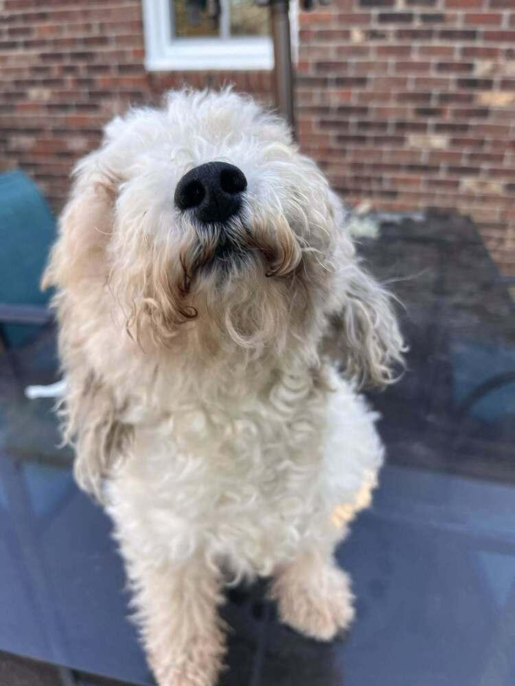 Enlarge Doodle Bug, a Adoptable mixed breed in Acworth, GA image 2/3