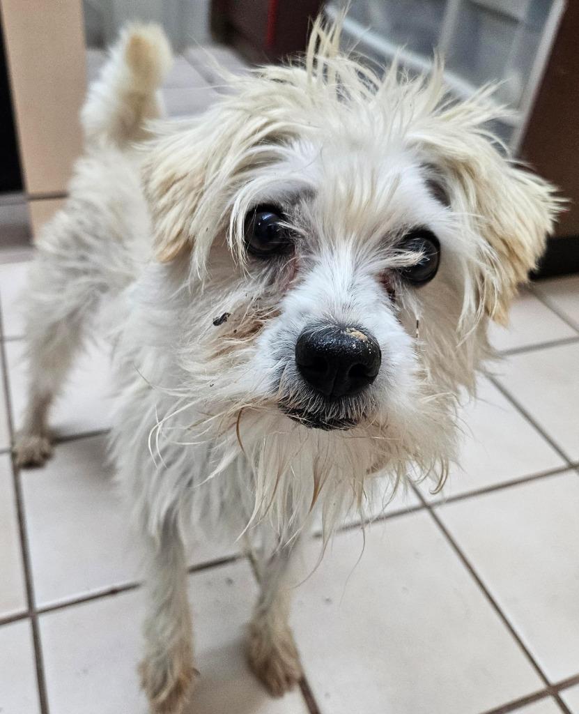 Enlarge Bo - Special Needs-Foster or Adopt Me!, a Adoptable mixed breed in Lake Forest, CA image 1/6
