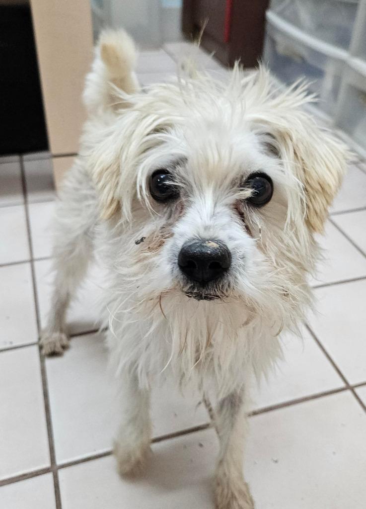 Enlarge Bo - Special Needs-Foster or Adopt Me!, a Adoptable mixed breed in Lake Forest, CA image 2/6