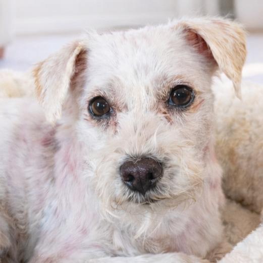 Enlarge Bo - Special Needs-Foster or Adopt Me!, a Adoptable mixed breed in Lake Forest, CA image 3/6