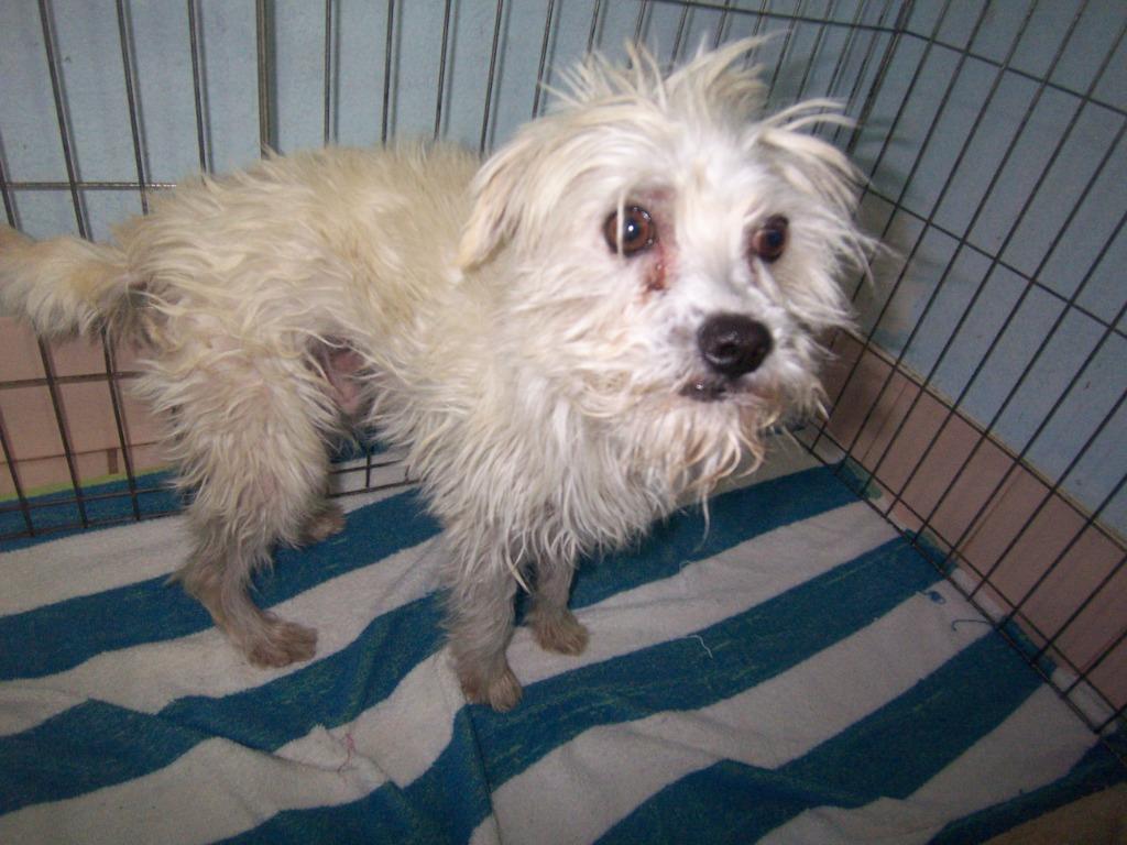 Enlarge Bo - Special Needs-Foster or Adopt Me!, a Adoptable mixed breed in Lake Forest, CA image 5/6