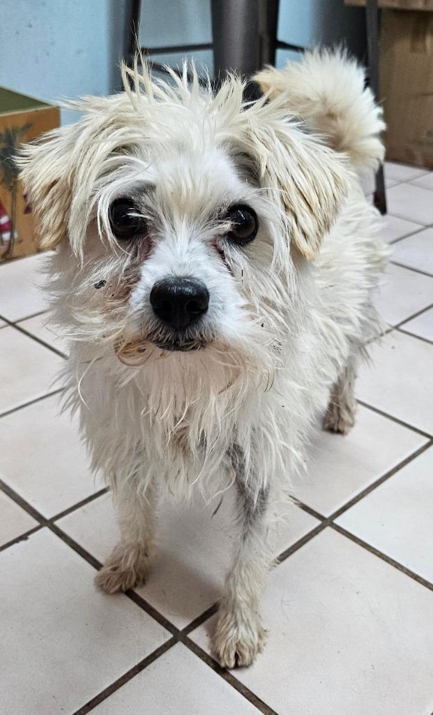 Enlarge Bo - Special Needs-Foster or Adopt Me!, a Adoptable mixed breed in Lake Forest, CA image 6/6
