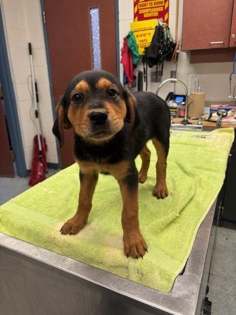 GUS, Adoptable, Puppy Male Rottweiler & Hound.