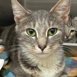 Enlarge Angel, a ADOPTABLE Domestic Short Hair in Lansing, MI image 1/1