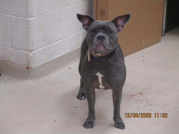 Enlarge Yoda (853), a Adoptable mixed breed in Marietta, GA image 1/2