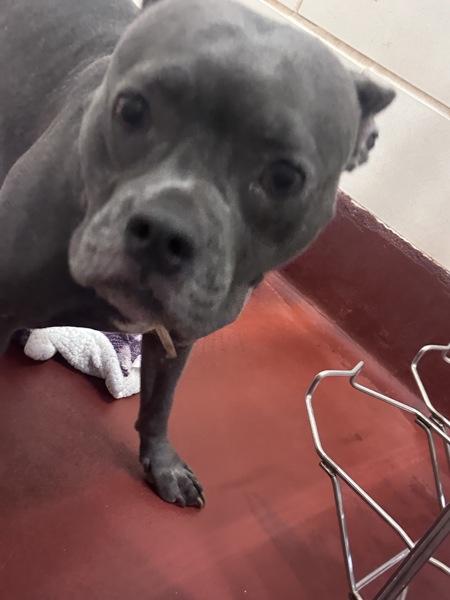 Enlarge Yoda (853), a Adoptable mixed breed in Marietta, GA image 2/2