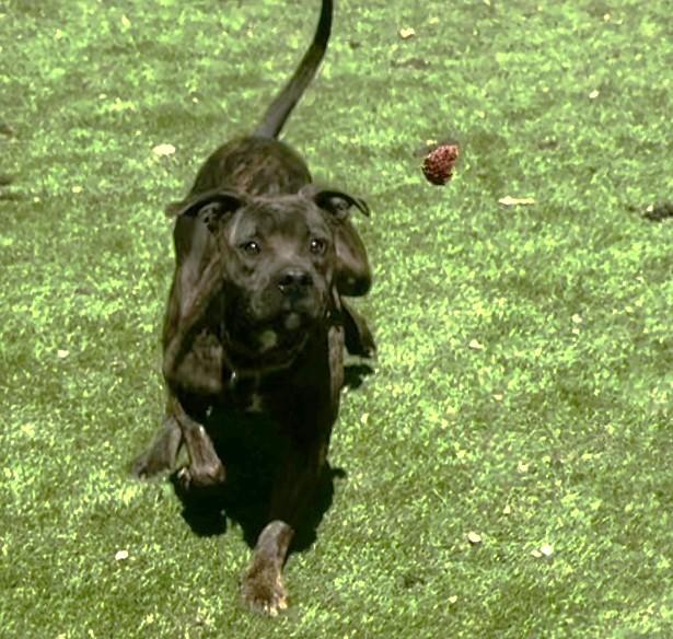 Brindi Brindi thumbnail 2