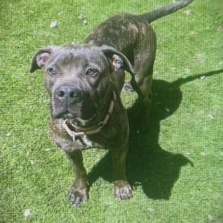 BRINDI BRINDI, Adoptable, Adult Female Mastiff & Boxer.