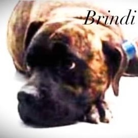 Enlarge BRINDI BRINDI, a Adoptable mixed breed in Murrieta, CA image 3/4