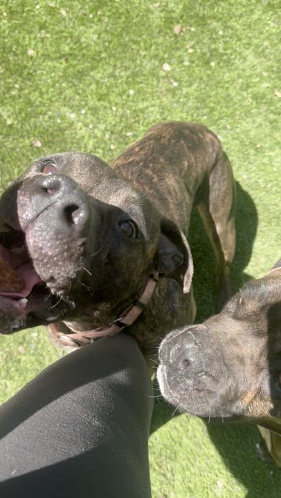 Enlarge BRINDI BRINDI, a Adoptable mixed breed in Murrieta, CA video 4/4