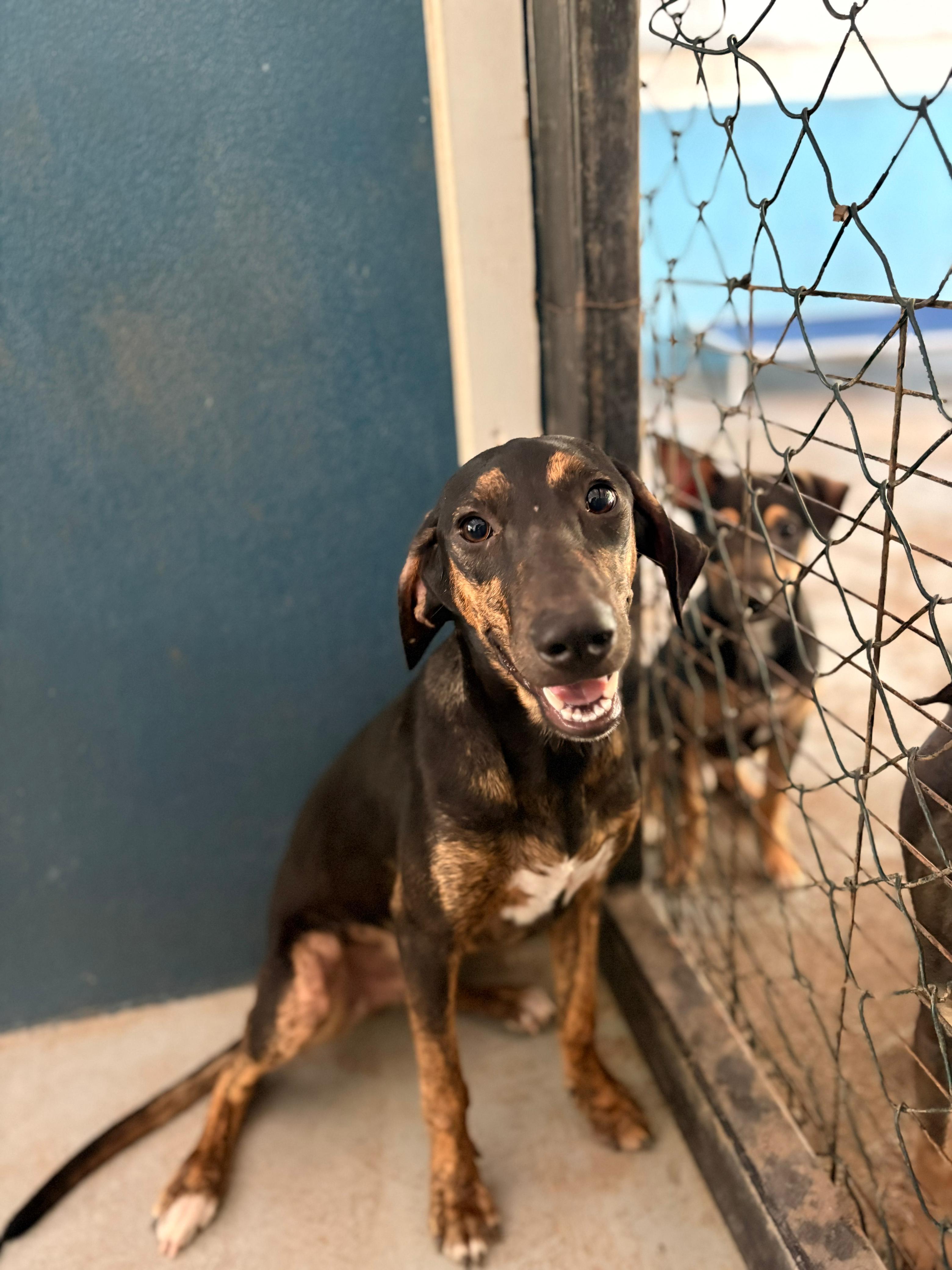 Enlarge MANGO, a Adoptable Mixed Breed in Milton, ON image 2/2