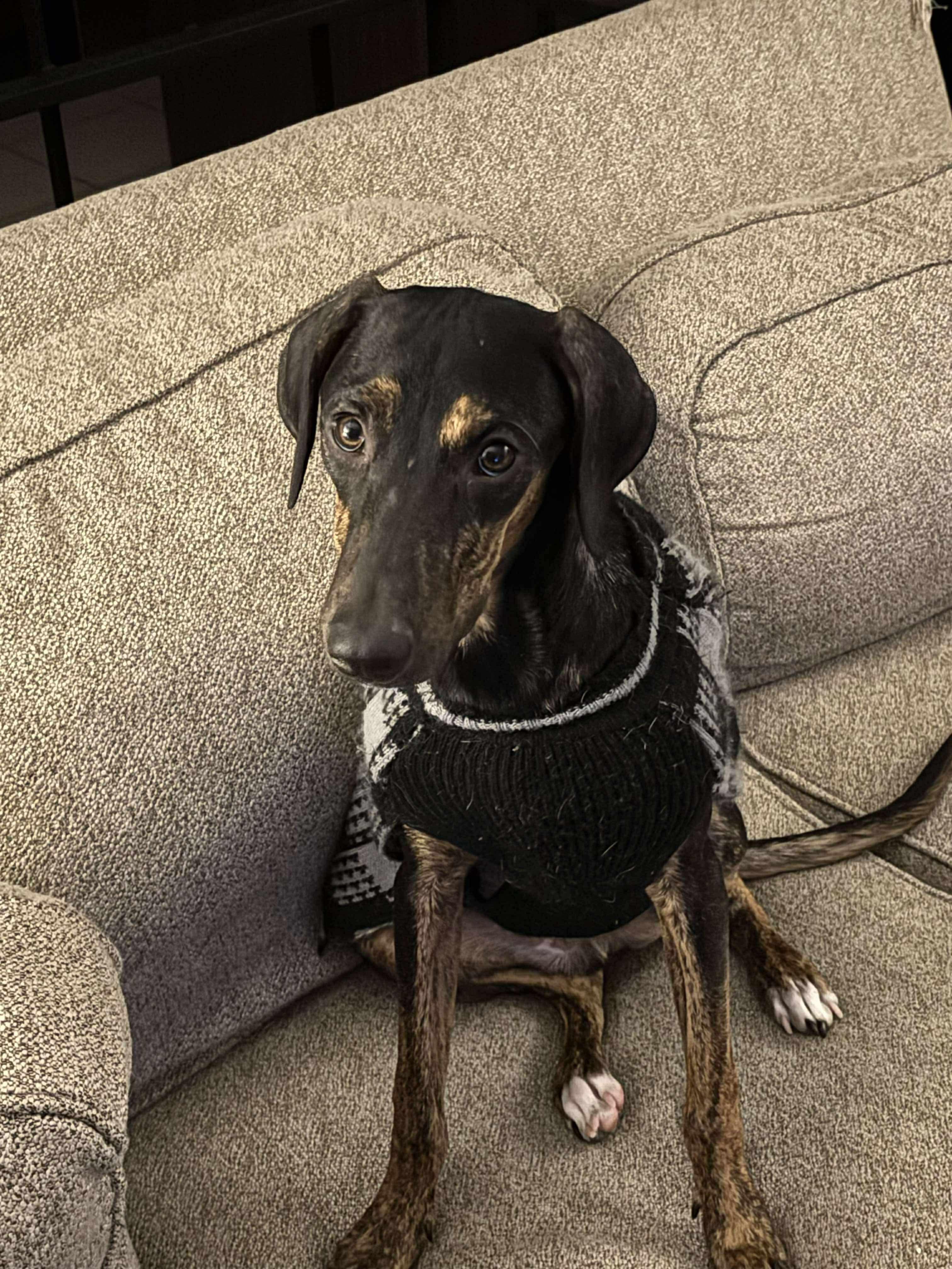 Enlarge MANGO, a Adoptable Mixed Breed in Milton, ON image 1/2