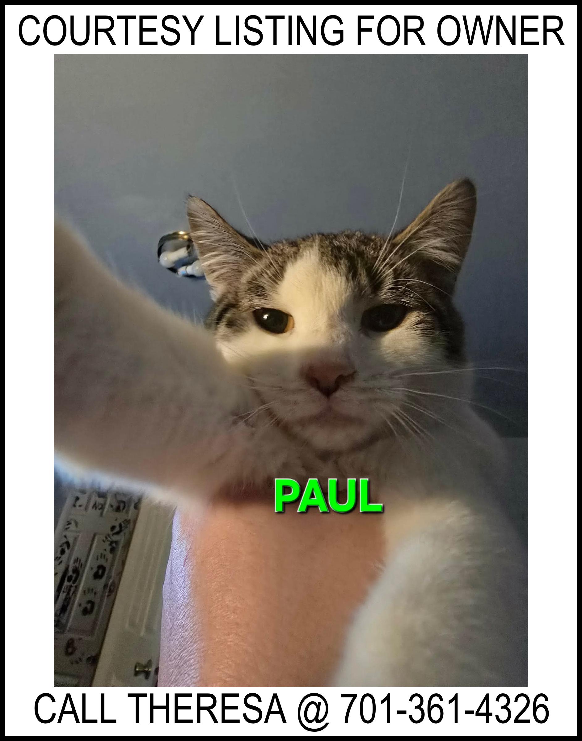 Enlarge Paul - COURTESY LISTING FOR OWNER, a ADOPTABLE Domestic Short Hair in Valley City, ND image 1/1