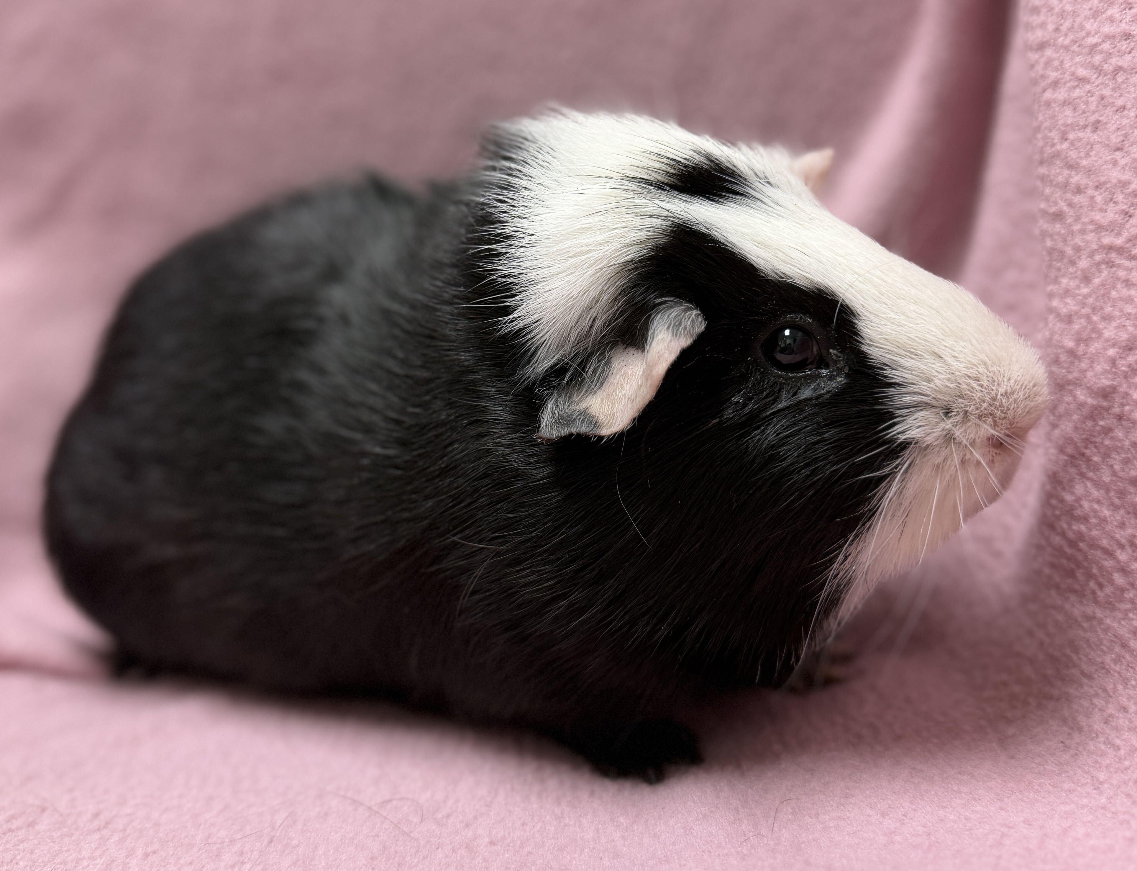 Enlarge Derrick, a ADOPTABLE mixed breed in Jefferson, WI image 3/3