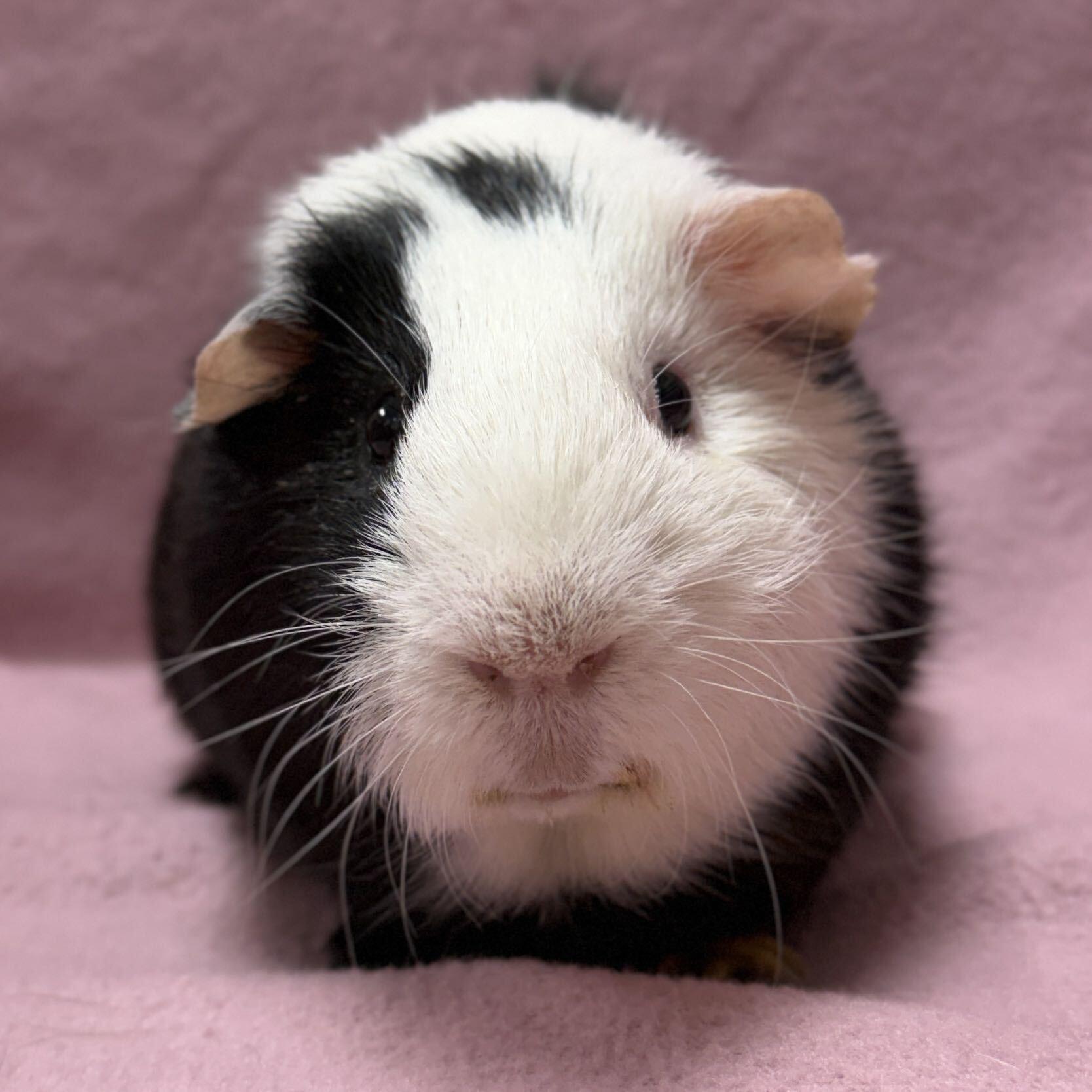 Derrick, ADOPTABLE, Adult Male Guinea Pig.