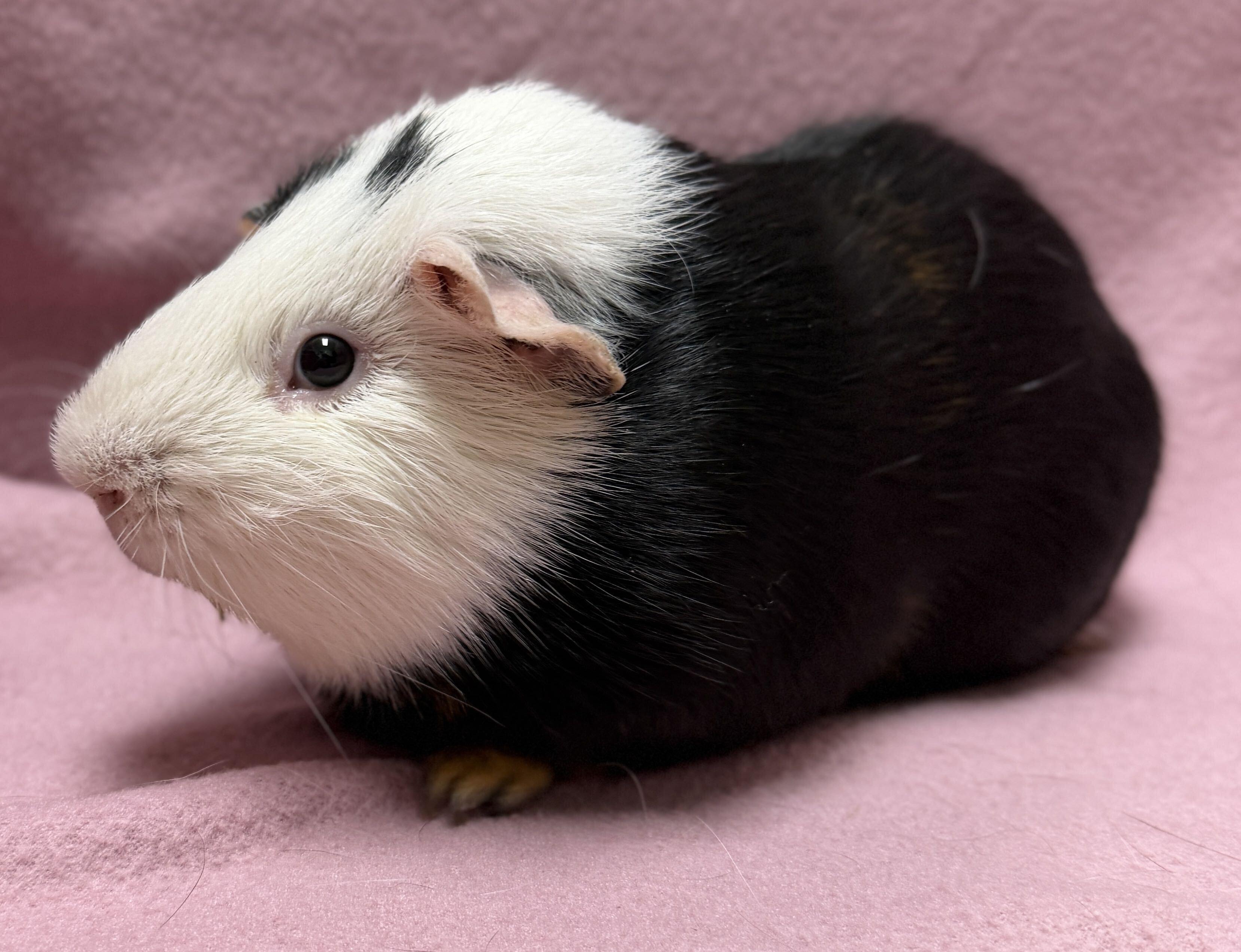 Enlarge Derrick, a ADOPTABLE mixed breed in Jefferson, WI image 2/3