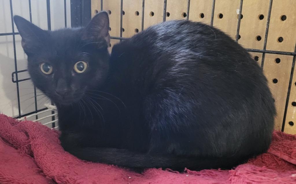 Vikki (Bonded with Mindy), Adoptable, Young Female Domestic Short Hair.