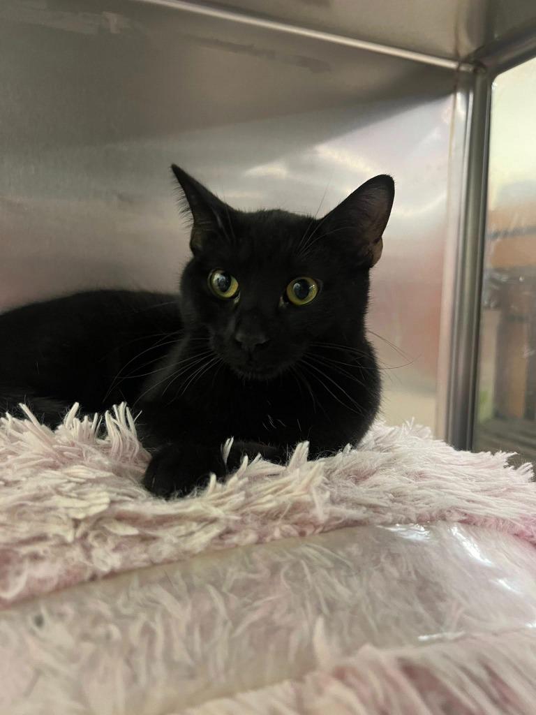 Enlarge Vikki (Bonded with Mindy), a Adoptable mixed breed in St. Louis, MO image 2/3