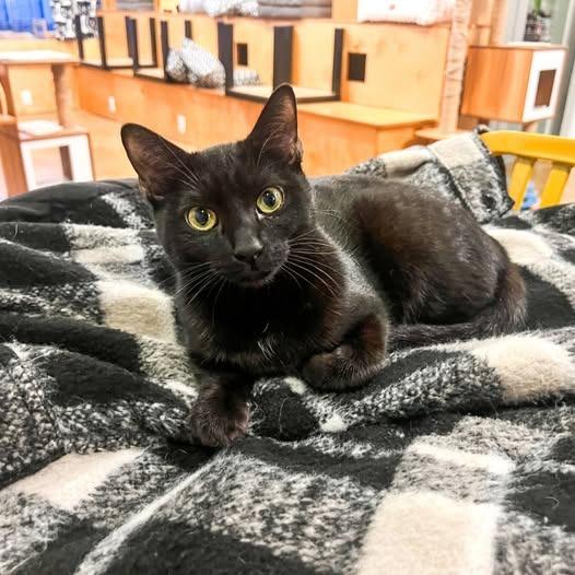 Enlarge Vikki (Bonded with Mindy), a Adoptable mixed breed in St. Louis, MO image 2/6