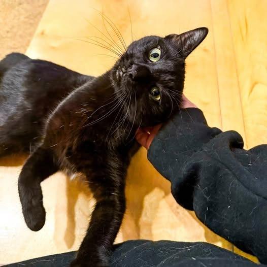 Enlarge Vikki (Bonded with Mindy), a Adoptable mixed breed in St. Louis, MO image 3/6