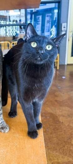 Enlarge Vikki (Bonded with Mindy), a Adoptable mixed breed in St. Louis, MO image 4/6